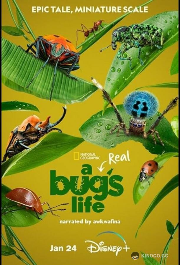 Настоящая жизнь жука A Real Bug's Life (2024)