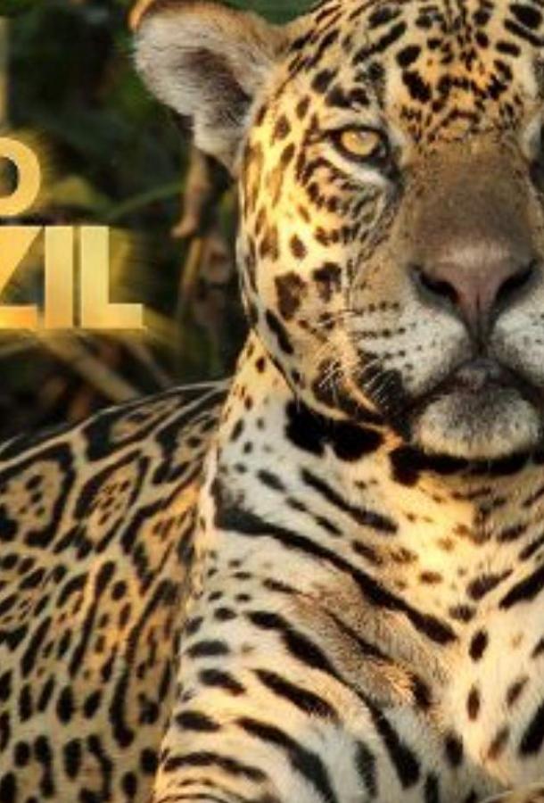 Дикая Бразилия Wild Brazil (2014)