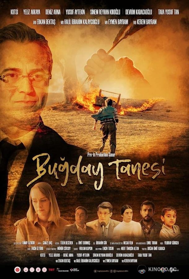 Пшеничное зерно Bugday Tanesi (2022)